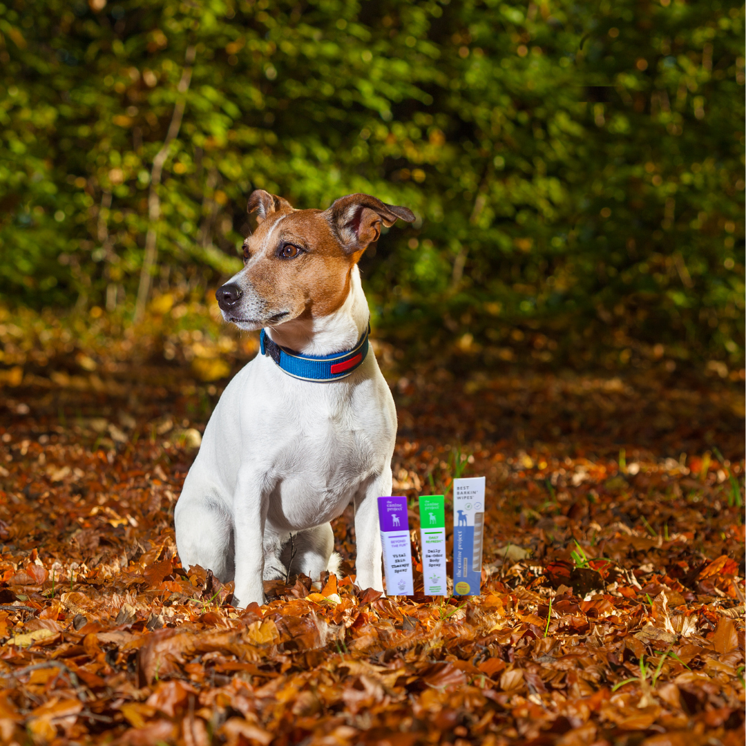 Fall Skincare for Dogs: How to Protect Skin & Coat as the Seasons Change