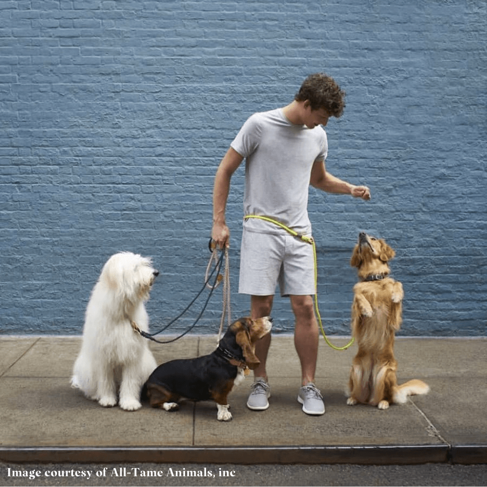 Keeping Your Dog's Paws Healthy While On Walks