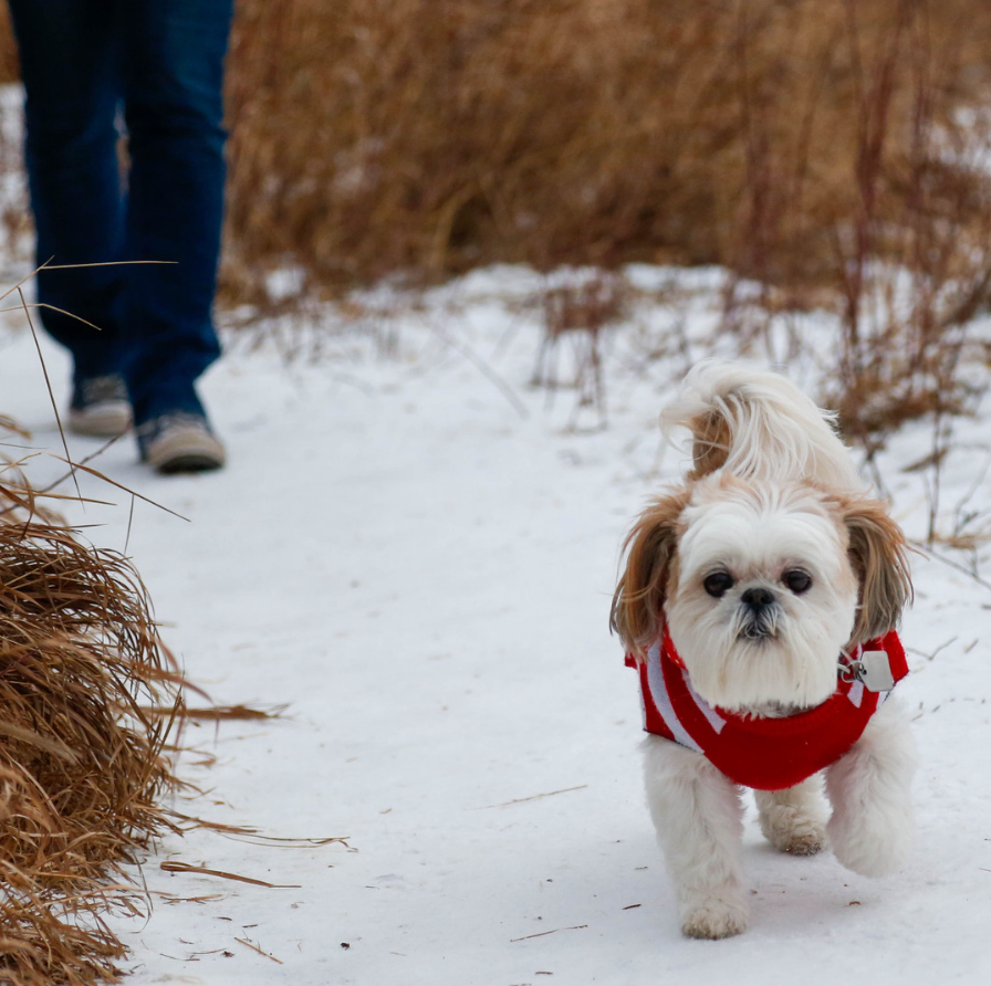 Is It Ever Too Cold to Walk Your Dog Outside?