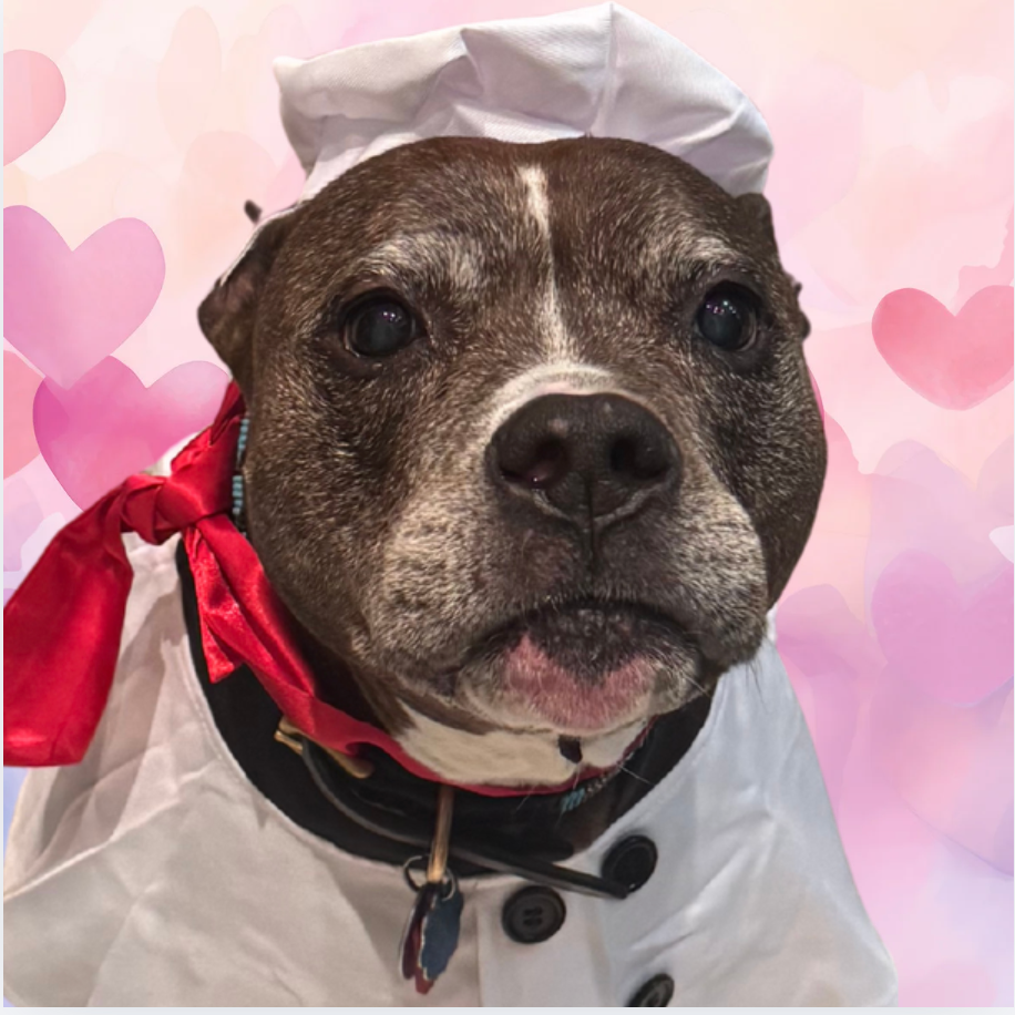 Chef Bailey’s Valentine’s Day Heart-Shaped Dog Treats (Plus a Cuddle-Ready Clean Up)