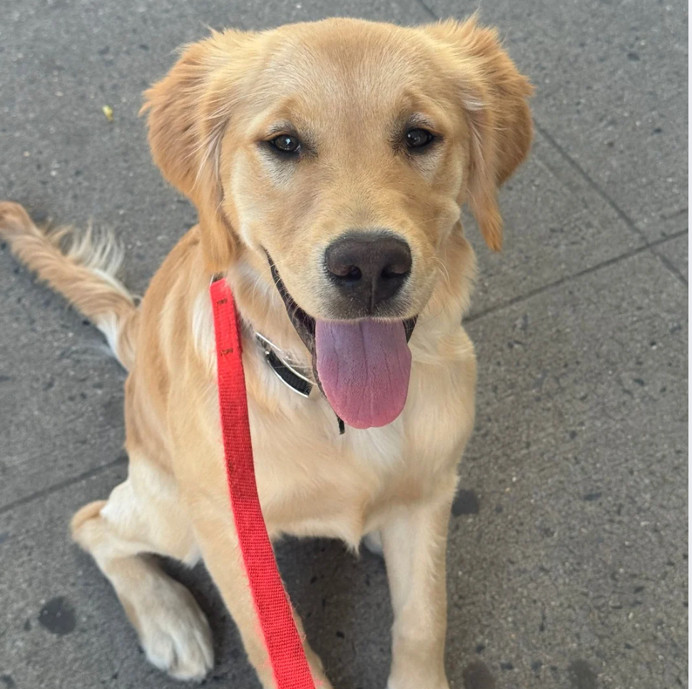 Extreme Heat Dog Safety in the City: How to Keep Your Dog Cool, Clean, and Protected