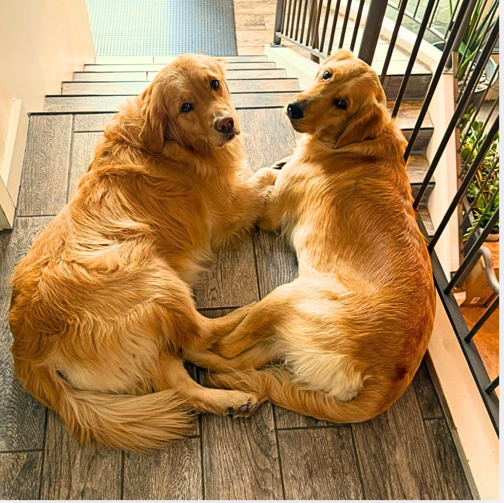 Golden Retriever Skin & Coat Care: What Every Golden Owner Should Know
