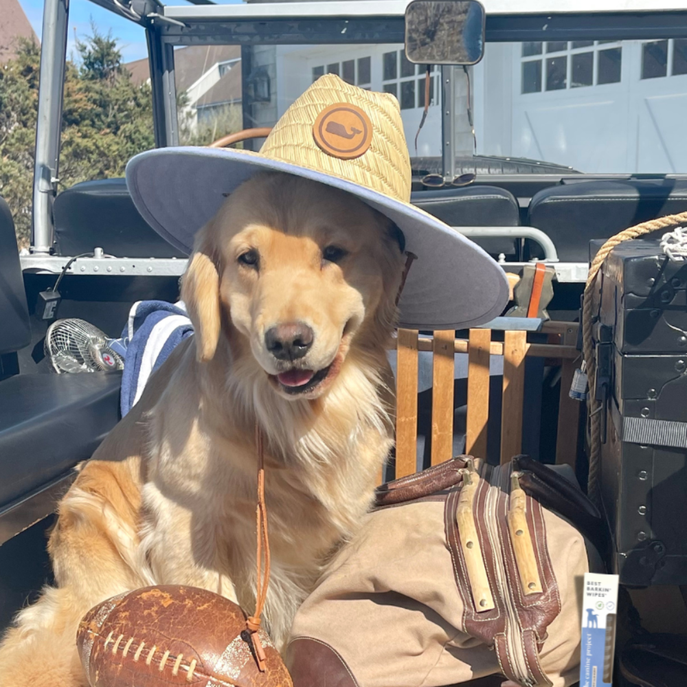 Summer Travel Prep for Your Pooch: Keep Your Dog Happy on the Go