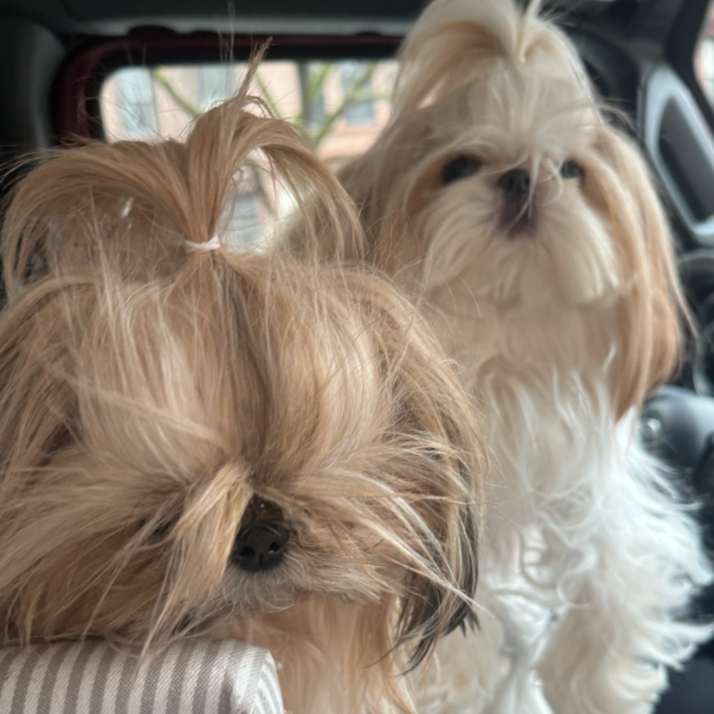 The Importance of Skincare for Your Dog