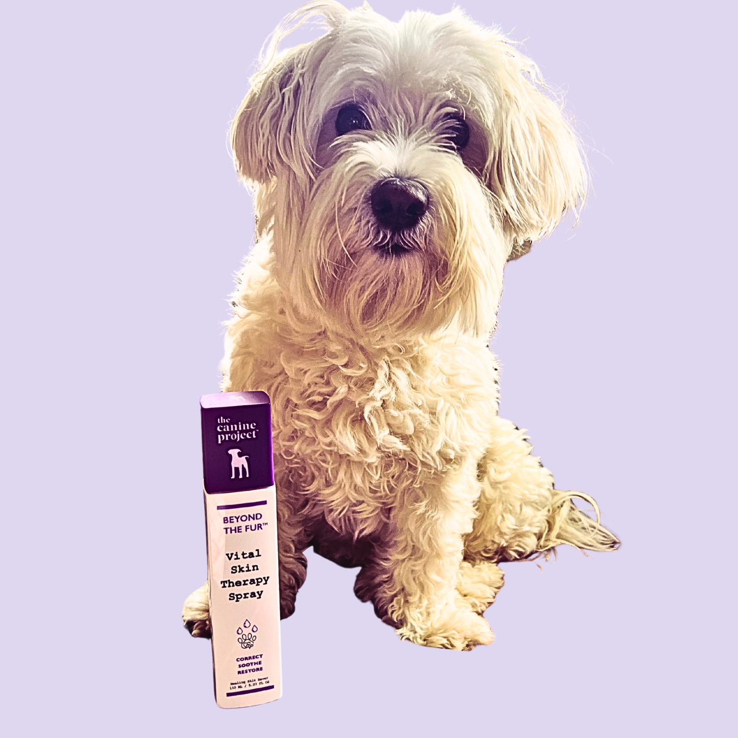 White dog sitting next to a product labeled 'The Canine Project' on a light purple background
