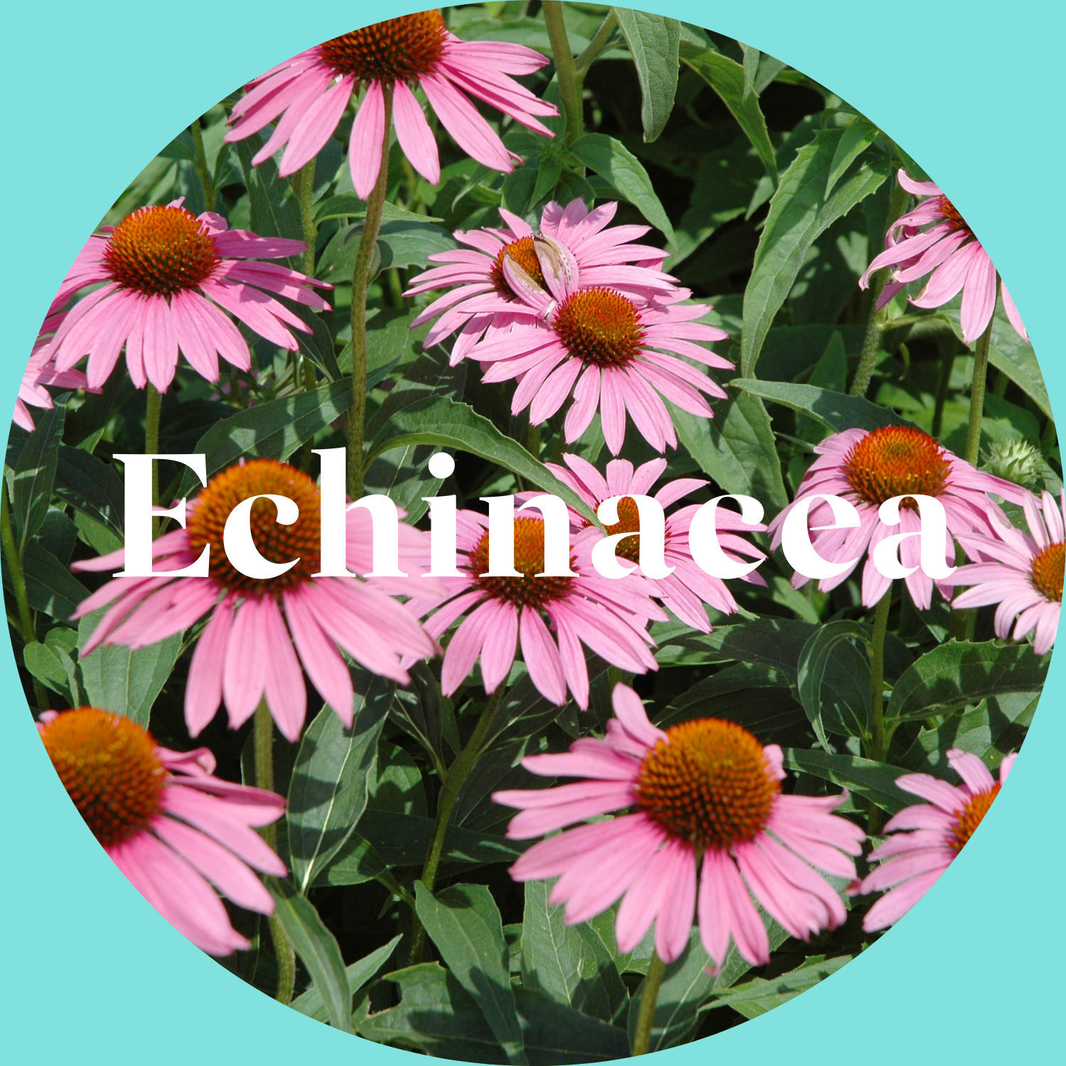 Pink Echinacea flowers with green leaves on a teal background