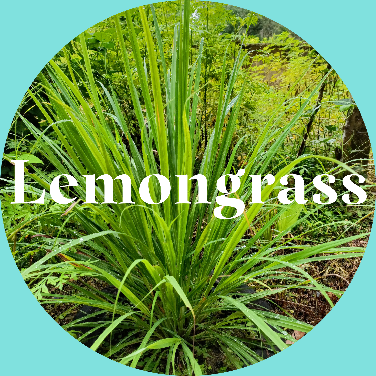 Lemongrass plant with a turquoise border and text overlay