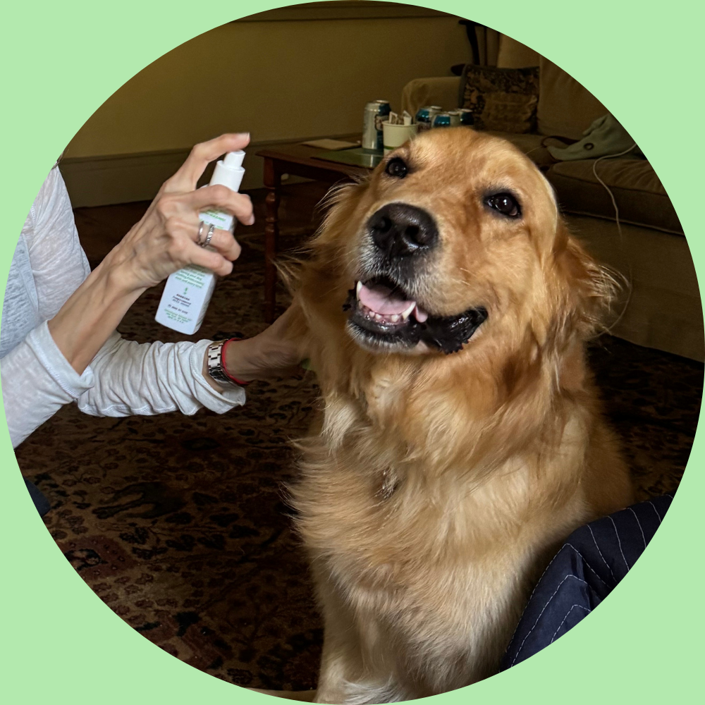 Person spraying a product on a golden retriever's fur, with a green border.