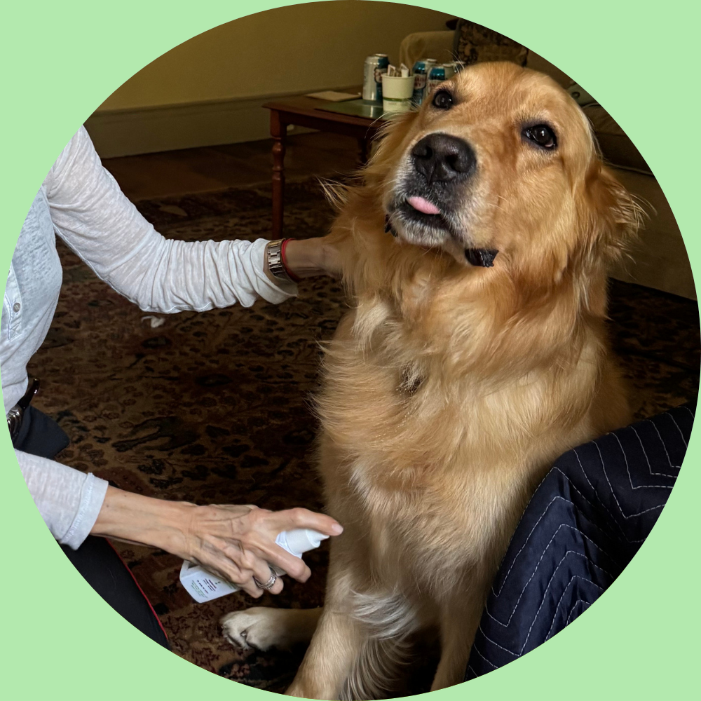 Dog being petted by a person indoors with a green border