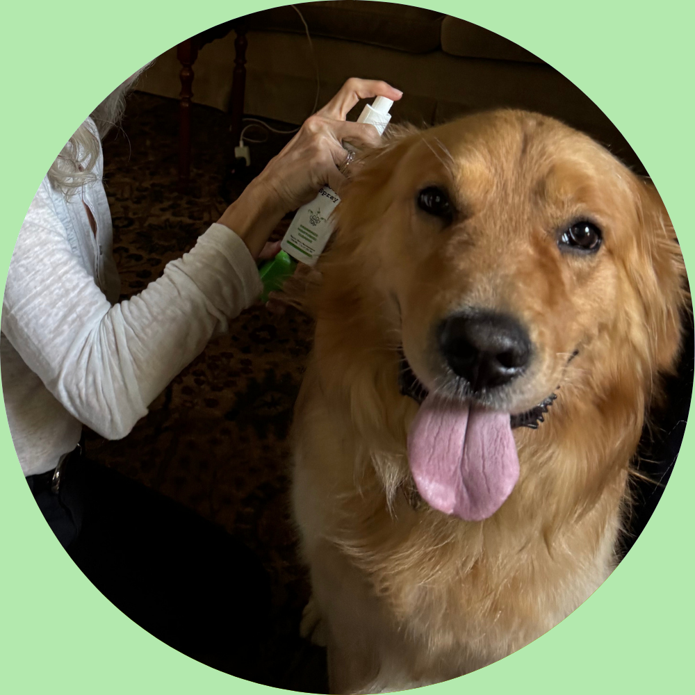 Person spraying a dog with a bottle, with a green border