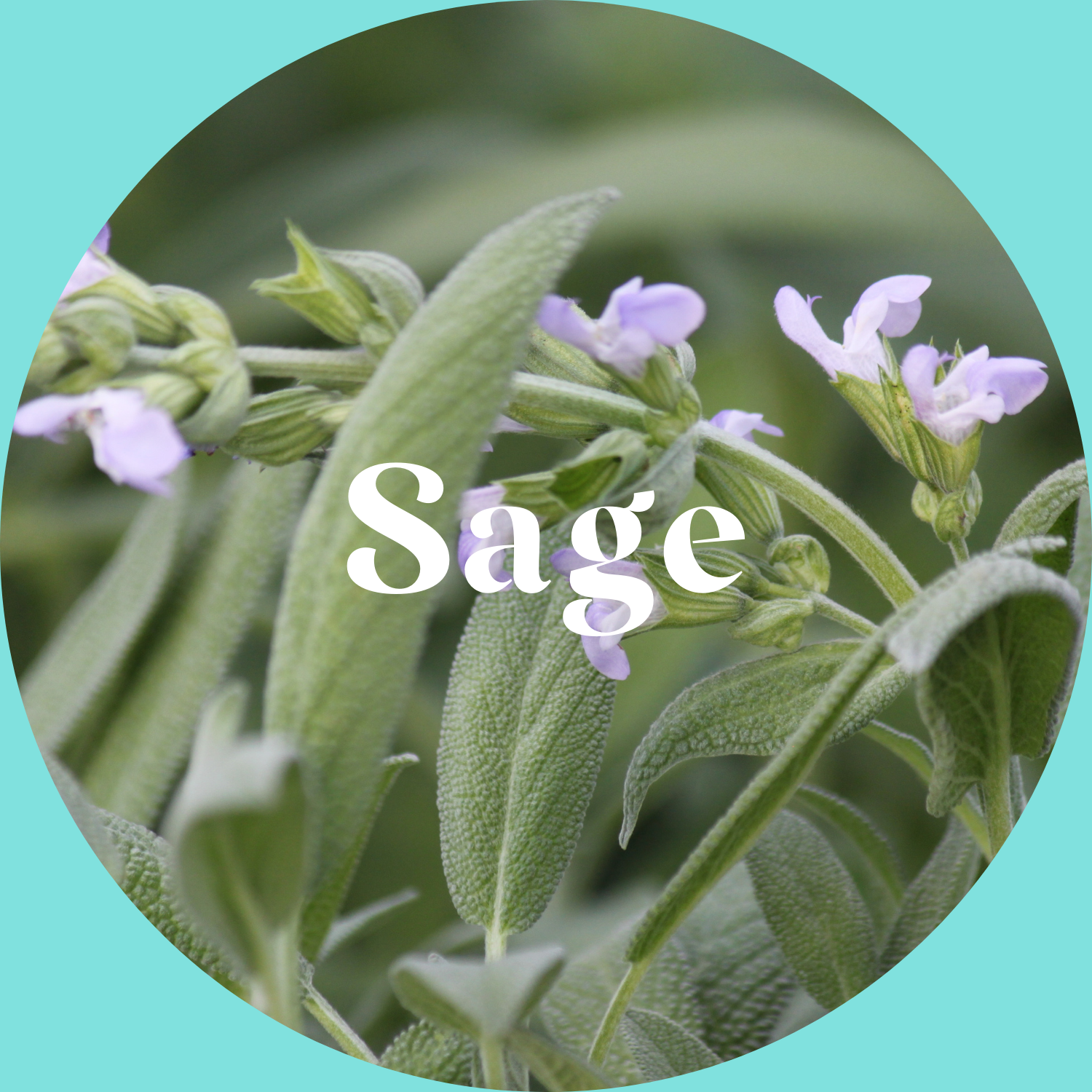 Close-up of sage leaves with flowers on a teal background
