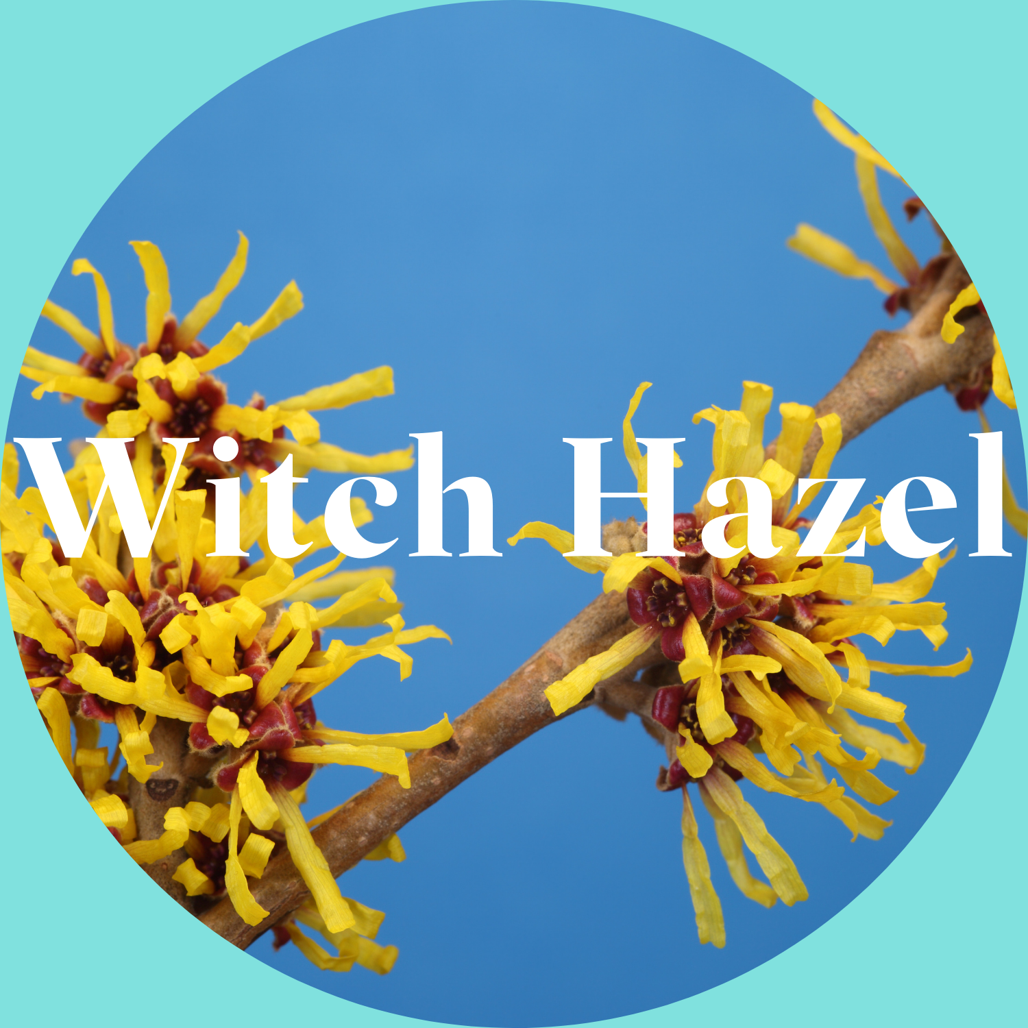 Yellow witch hazel flowers on a blue background with 'Witch Hazel' text.