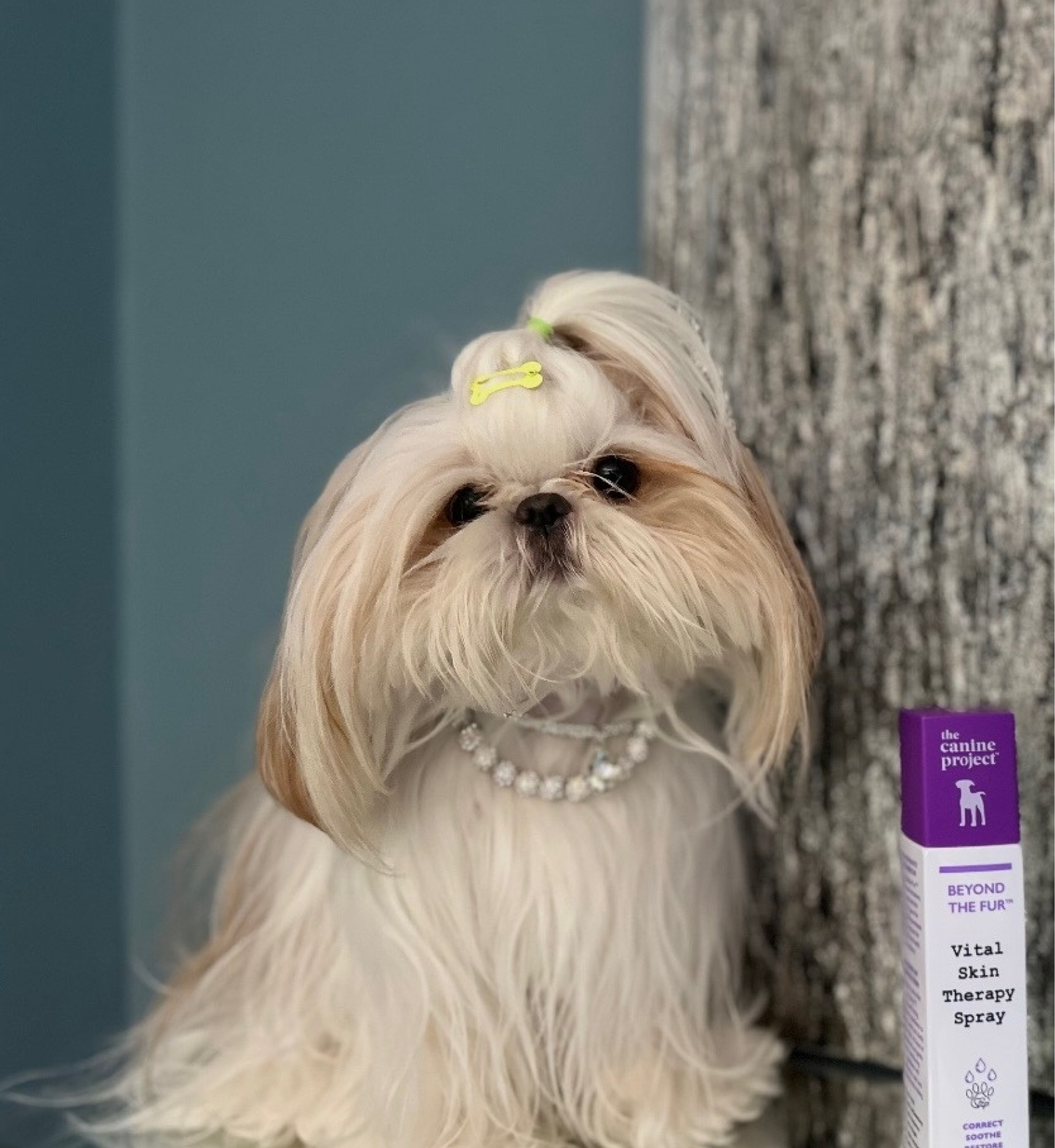 Dog with a pearl necklace standing next to a product box against a tree and blue wall.