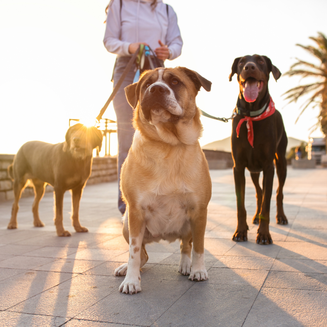 Pet Wellness Month: Love, Play, and Healthy Skin for Your Dog