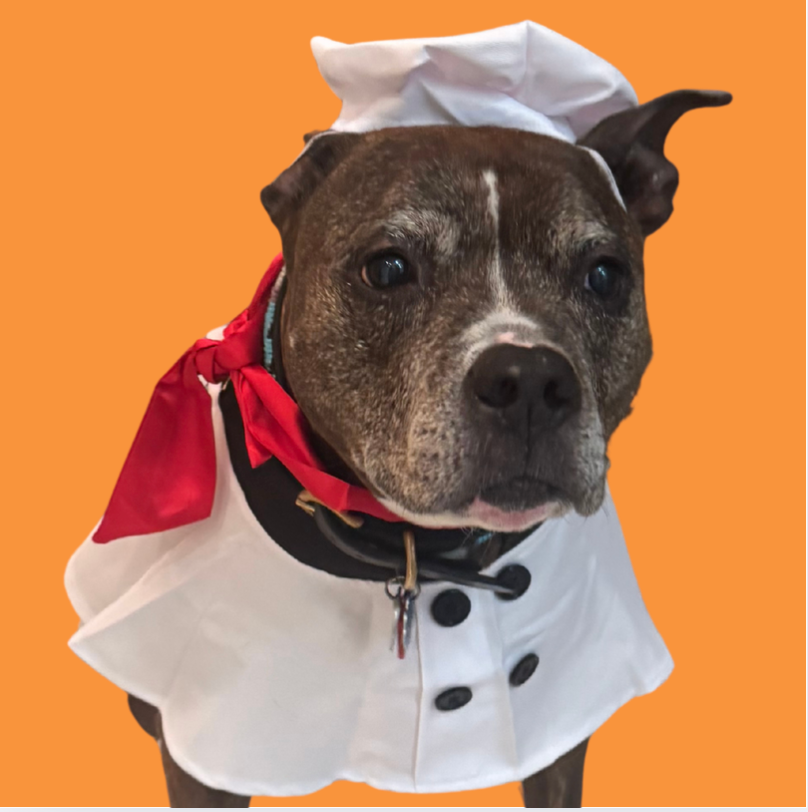 🐾 Chef Bailey’s Thanksgiving “Gobble Gobble Bowl”