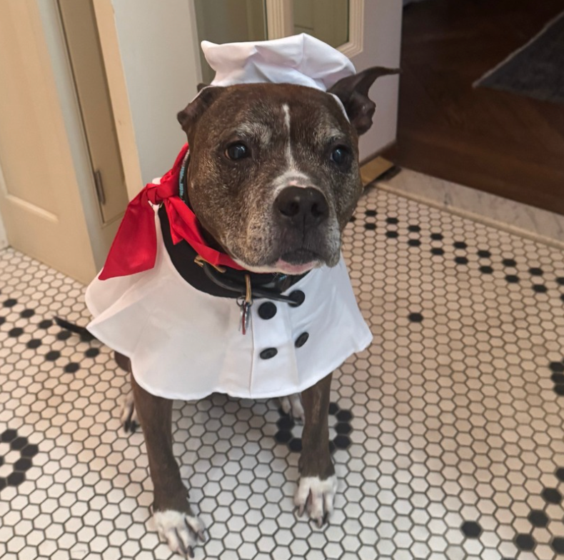 🎃 Chef Bailey’s Pumpkin Pupcakes: A Howl-o-ween Treat You’ll Drool Over! 👩‍🍳🐾