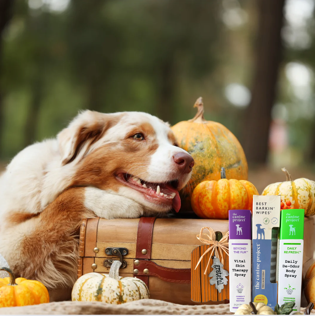 The Ultimate Thanksgiving Guide for Dog Parents: Travel Tips, Etiquette & A Pup-Approved Menu 🦃🐾