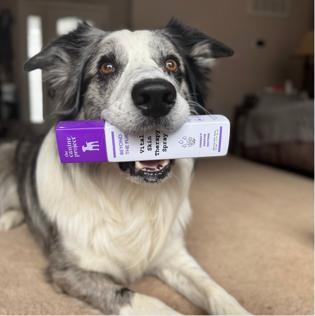 Winter Dog Care Tips for Dry Skin & Odor | Dog Skincare Reimagined