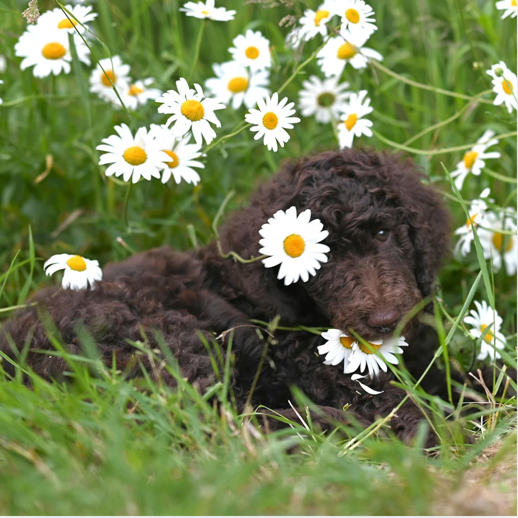 Spring Allergies in Dogs: How Botanicals Can Help Soothe Itchy, Irritated Skin