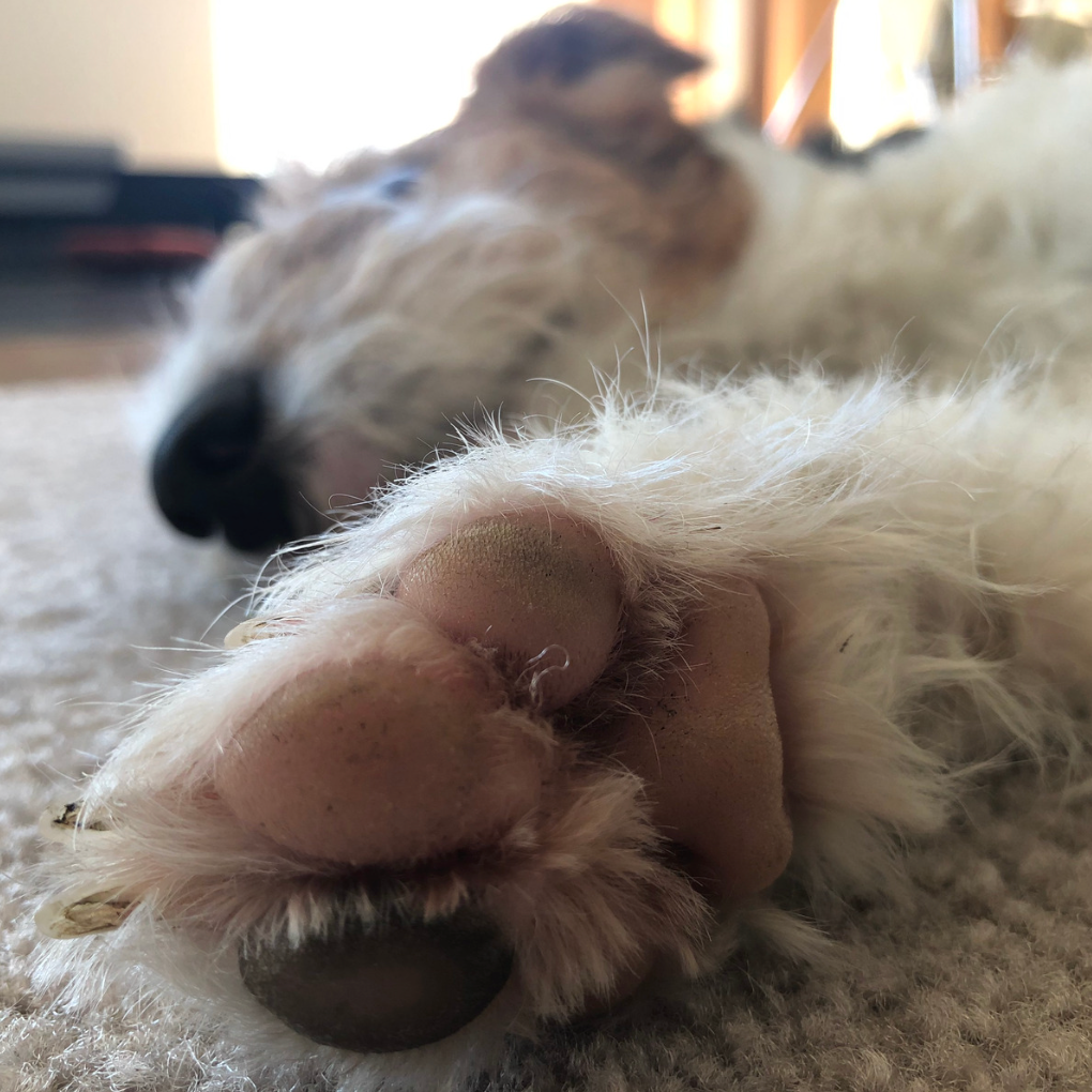 Why Do My Dog's Paws Smell Like Corn Chips? Understanding "Frito Feet" and How to Care for Your Dog's Paws