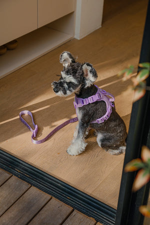 NO PULL ACTIVE  PET HARNESS - MINT PURPLE by PEHOM