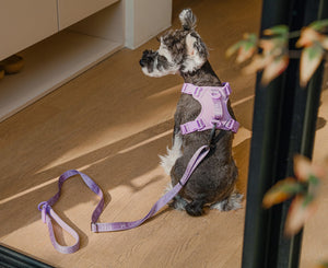 PADDED  ACTIVE  PET LEASH  - MINT PURPLE by PEHOM