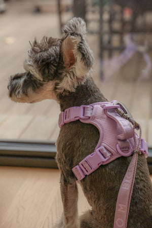 NO PULL ACTIVE  PET HARNESS - MINT PURPLE by PEHOM