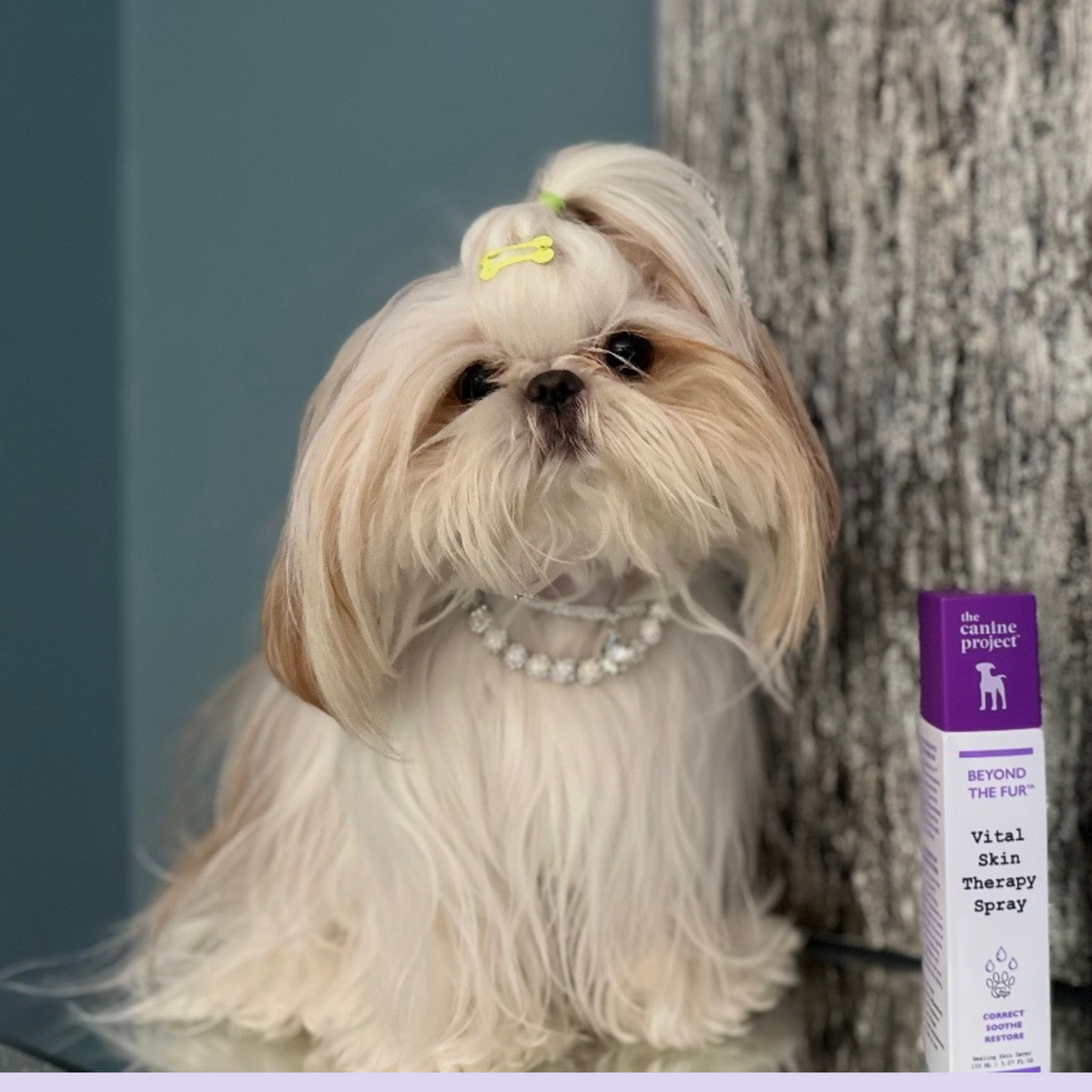 Small dog with a bow tie next to a 'Vital Skin Therapy Spray' by the Animal Project.