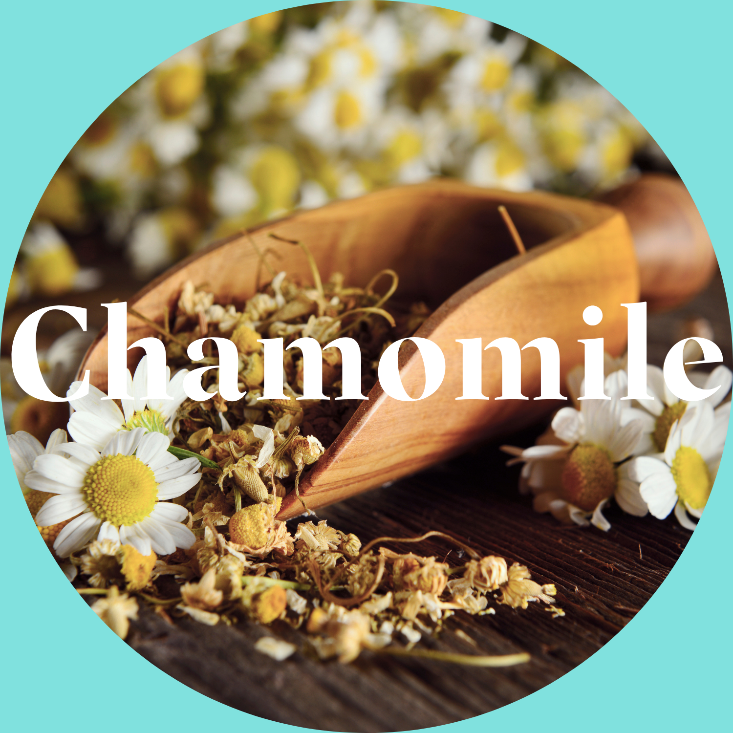 Wooden scoop with chamomile flowers on a wooden surface, surrounded by chamomile flowers.