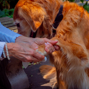 BEST BARKIN' WIPES™