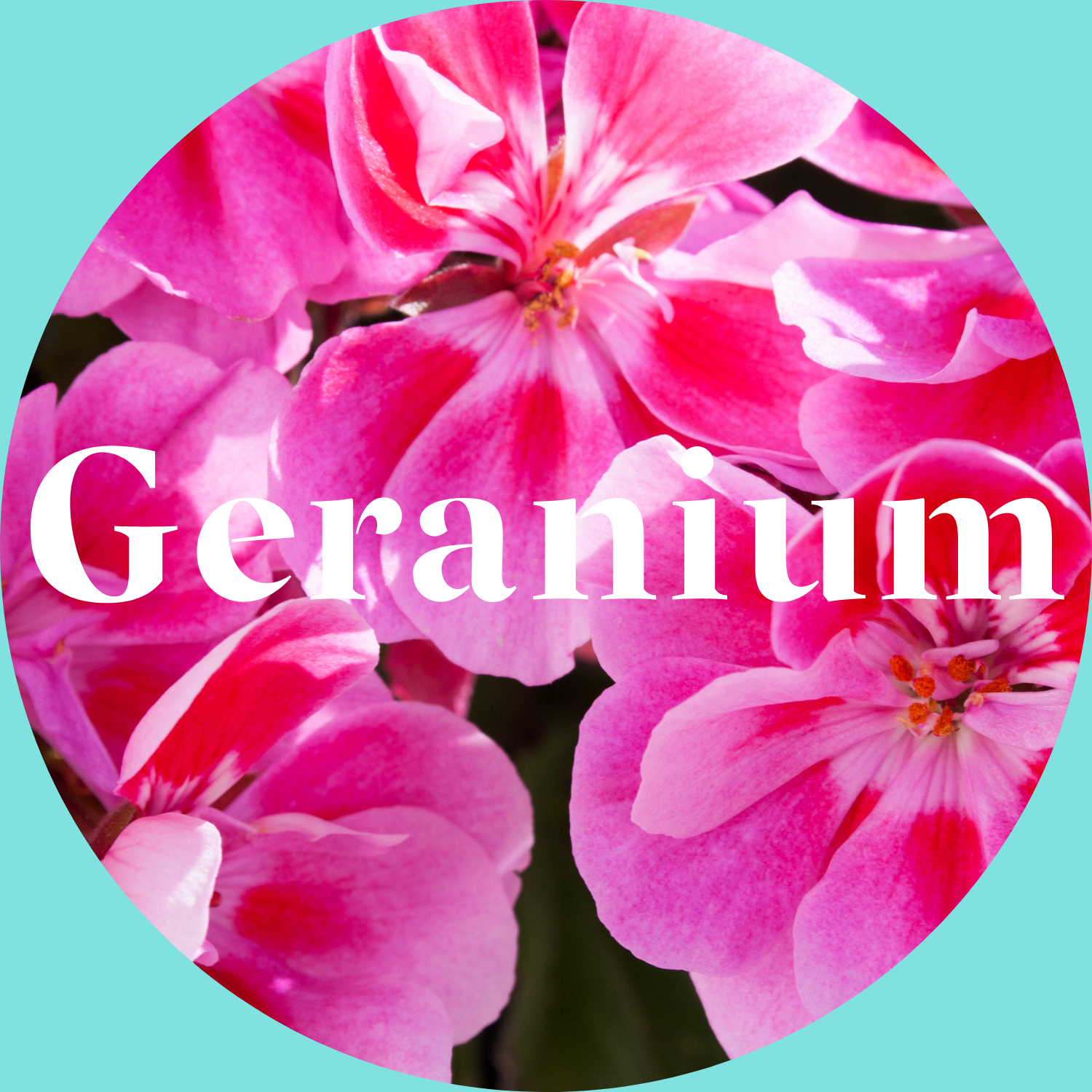 Close-up of pink geranium flowers with the word 'Geranium' overlaid on a teal background.