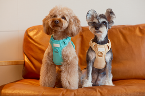 NO PULL ACTIVE  PET HARNESS - MINT GREEN by PEHOM