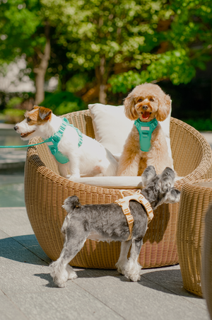 NO PULL ACTIVE  PET HARNESS - MINT GREEN by PEHOM