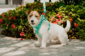 NO PULL ACTIVE  PET HARNESS - MINT GREEN by PEHOM