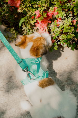 NO PULL ACTIVE  PET HARNESS - MINT GREEN by PEHOM