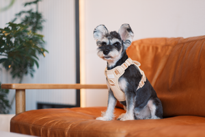 NO PULL ACTIVE  PET HARNESS - APRICOT by PEHOM