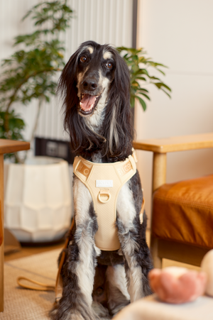 NO PULL ACTIVE  PET HARNESS - APRICOT by PEHOM