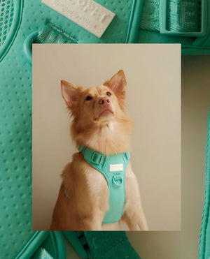 NO PULL ACTIVE  PET HARNESS - MINT GREEN by PEHOM