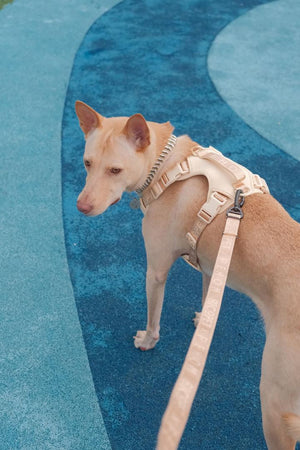 NO PULL ACTIVE  PET HARNESS - APRICOT by PEHOM