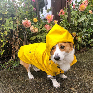 Classic British Style Dog Raincoat - Stylish And Functional Pet Clothes For Rainy Days by Dog Hugs Cat