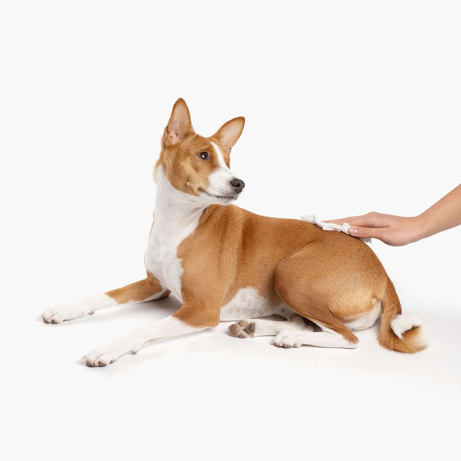 BEST BARKIN' WIPES™