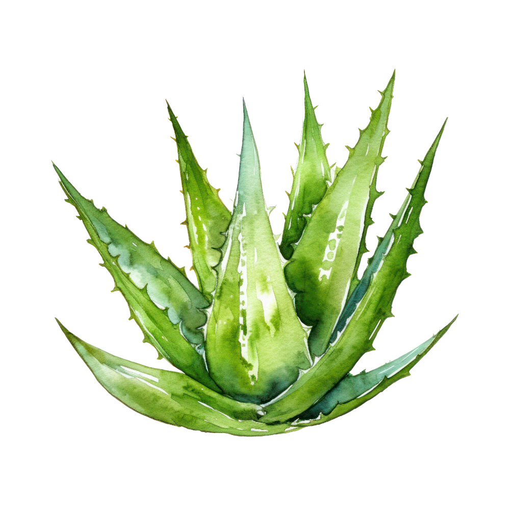 Aloe vera, an ingredient in FURVIVE