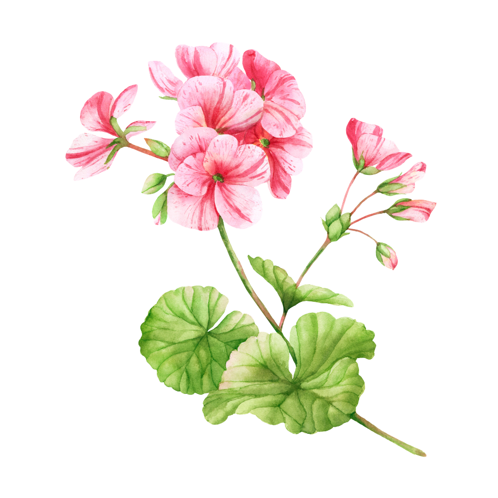 Geranium, an ingredient in FURVIVE