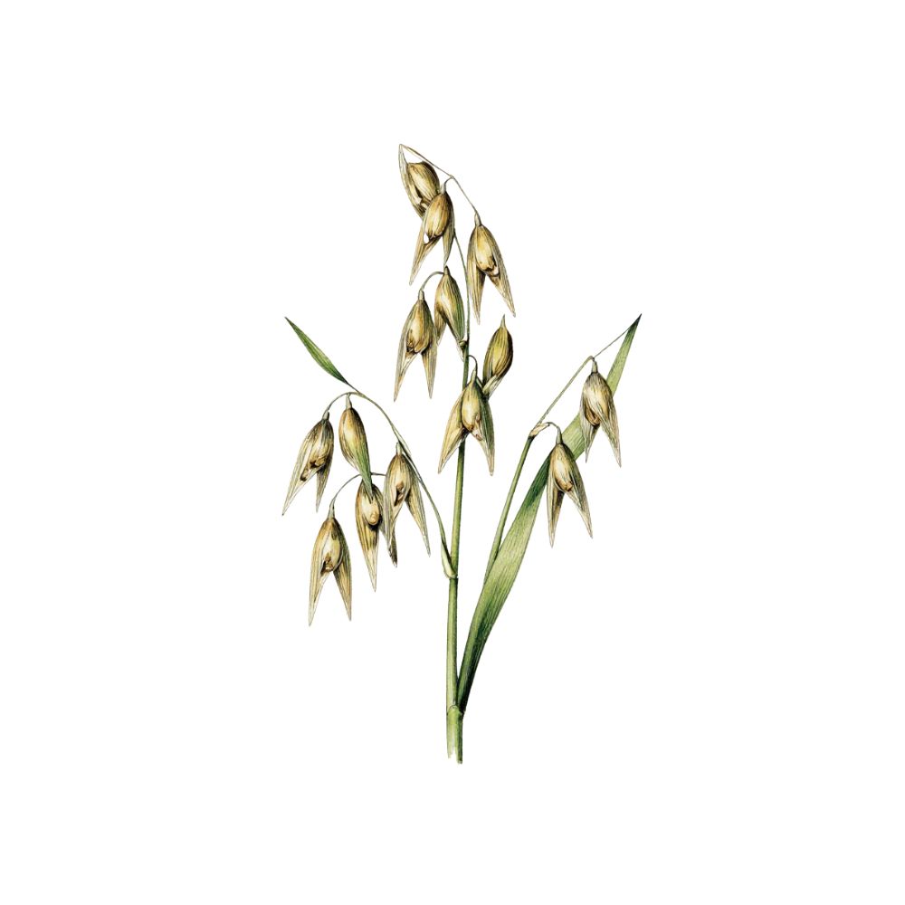 Oat kernel, an ingredient in FURVIVE